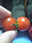 twin_tomato02.jpg